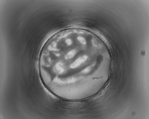 X0000099231247200805151622