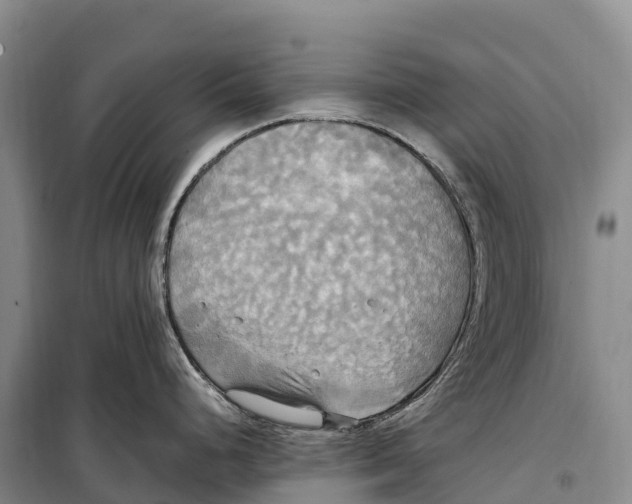 X0000099231248200805151622