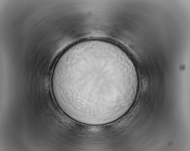 X0000099231266200805151621