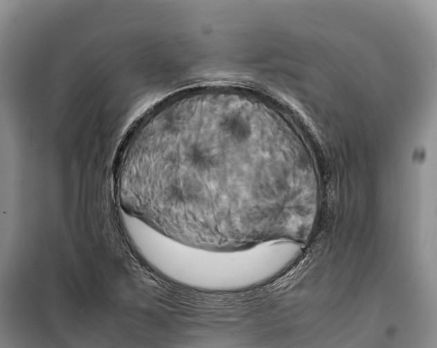 X0000099231267200805151621