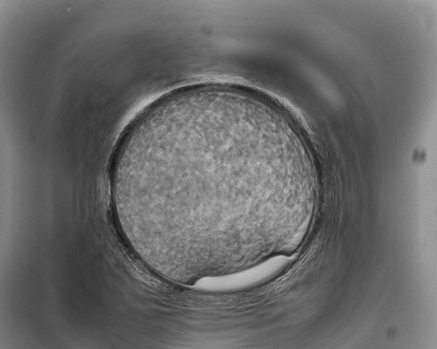 X0000099231271200805151621