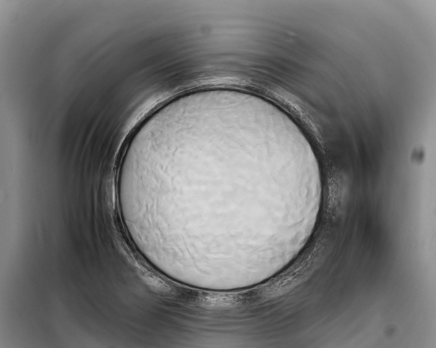 X0000099231274200805151621