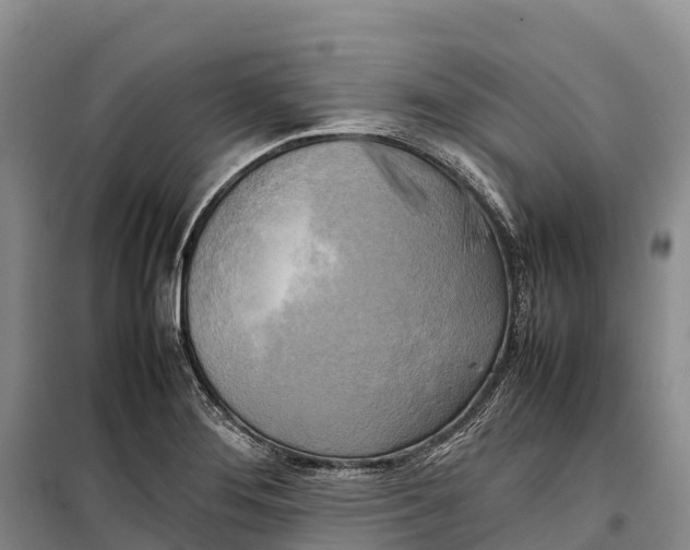 X0000099231276200805151621