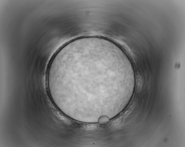 X0000099231278200805151621