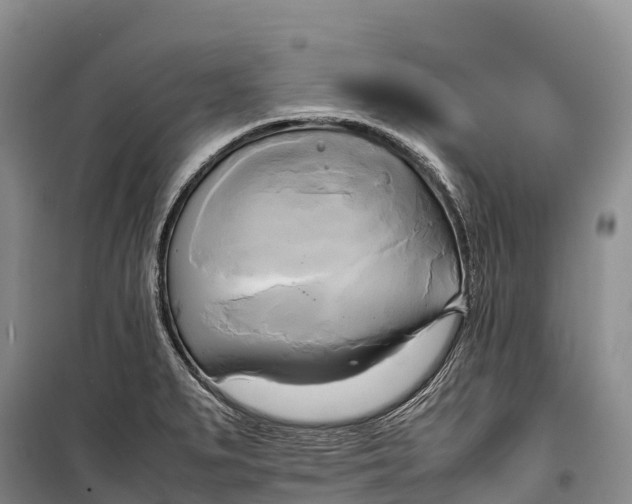 X0000099231279200805151621