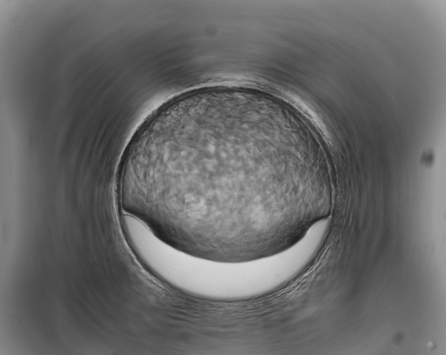 X0000099231283200805151621