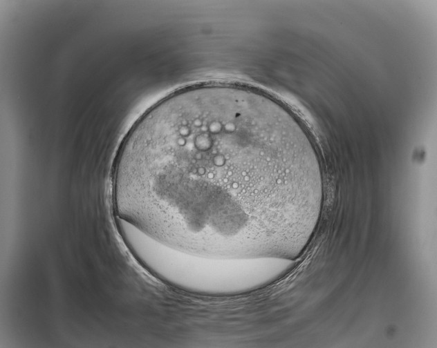 X0000099231287200805151621