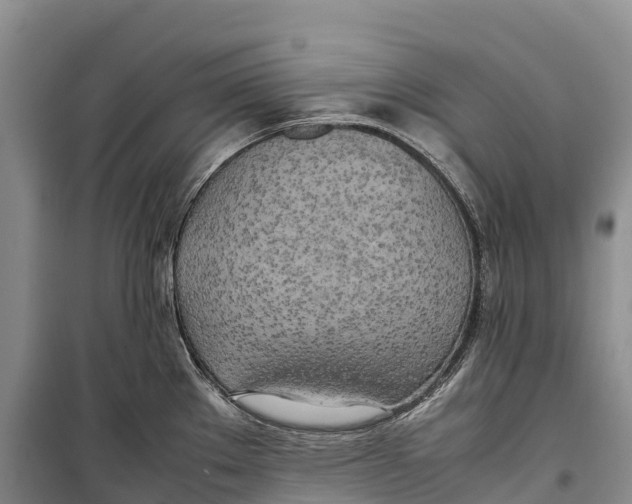 X0000099231289200805151621