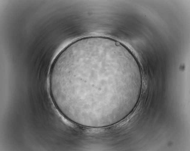 X0000099231294200805151621