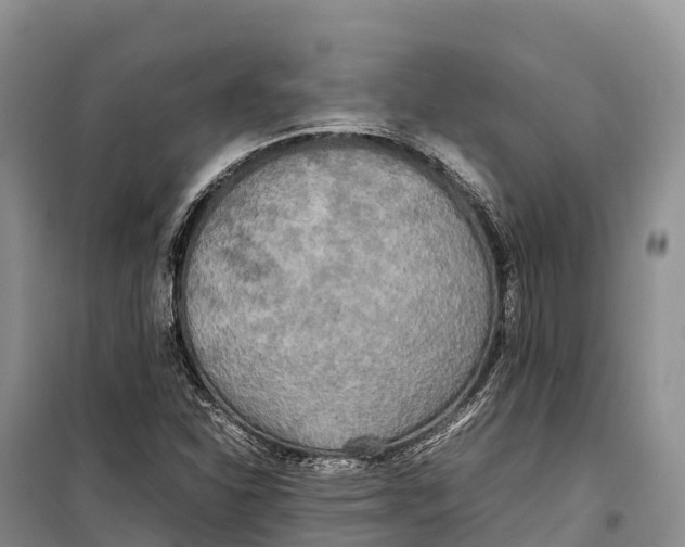 X0000099231310200805151620