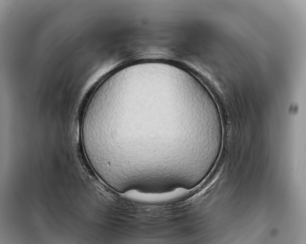 X0000099231317200805151621