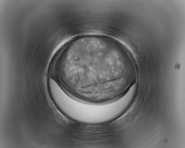 X0000099231325200805151621