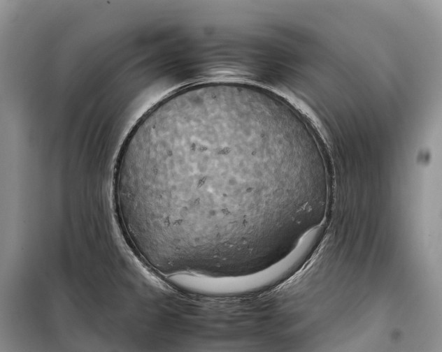 X0000099231333200805151621