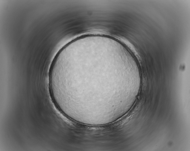 X0000099231335200805151621