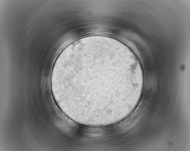 X0000099231338200805151621