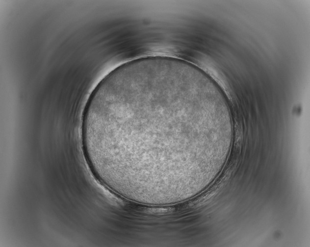 X0000099231339200805151621