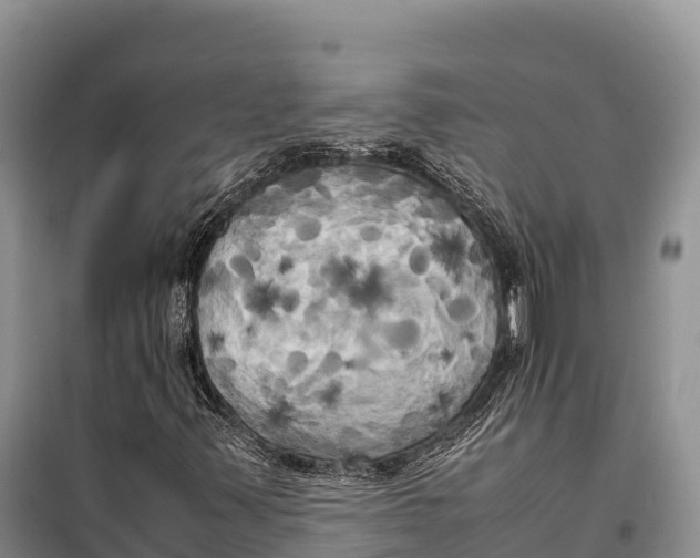 X0000099231347200805151620