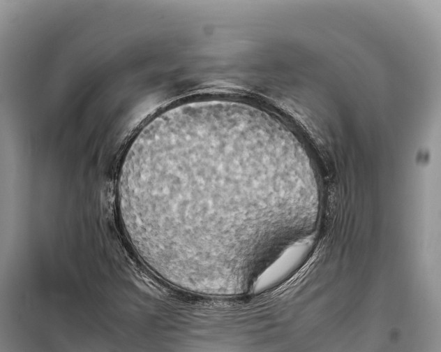 X0000099231355200805151620