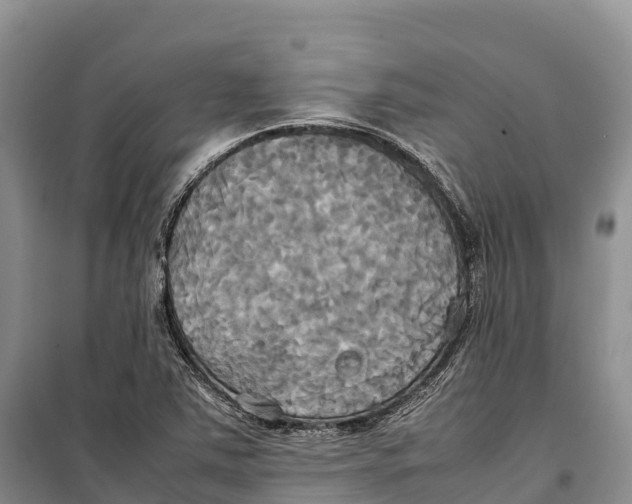 X0000099231363200805151620