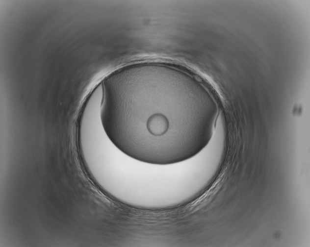 X0000099231365200805151620