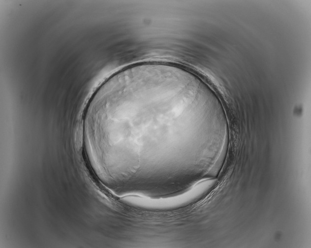 X0000099231371200805151620