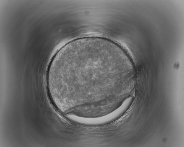 X0000099231373200805151620