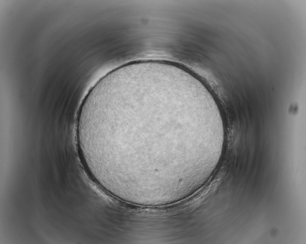 X0000099231374200805151620