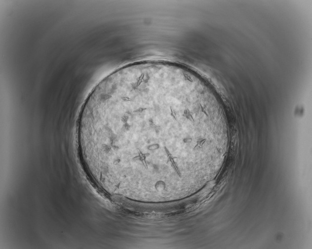 X0000099231375200805151620