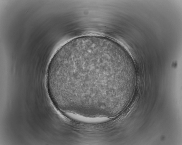 X0000099231379200805151620