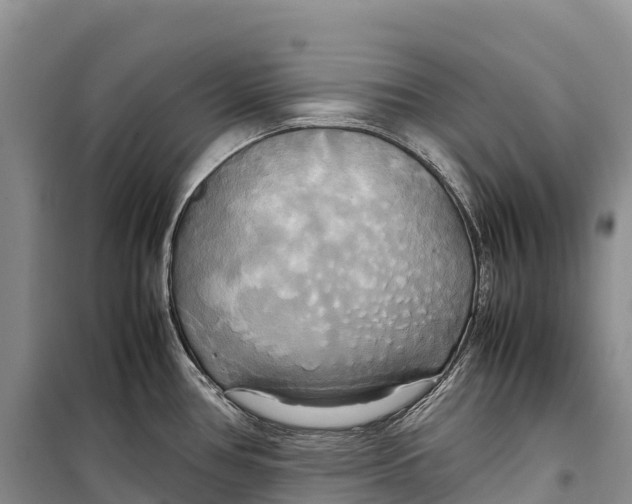 X0000099231386200805151620