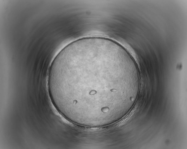 X0000099231390200805151620