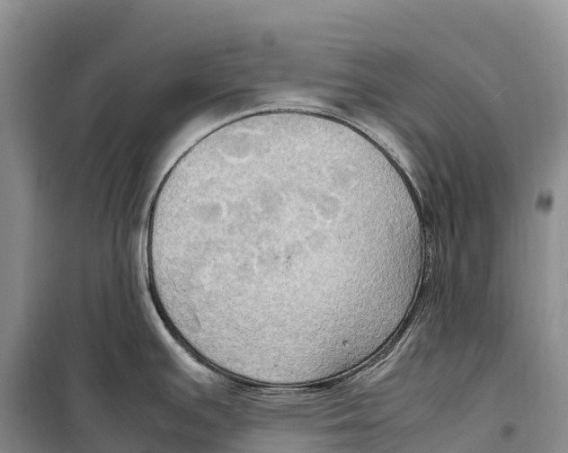 X0000099231391200805151620