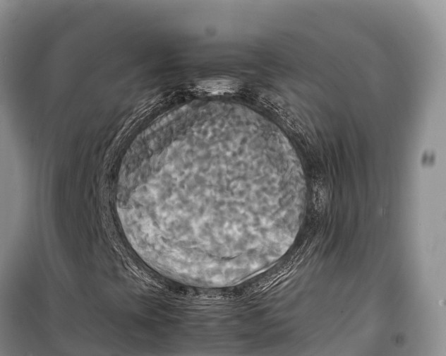 X0000099231393200805151619