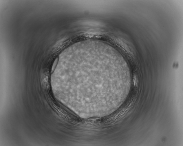 X0000099231396200805151619