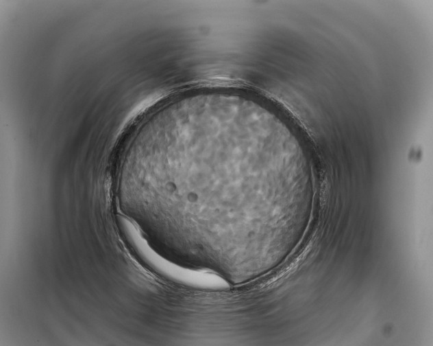 X0000099231402200805151619