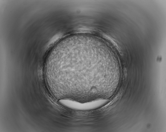 X0000099231403200805151619