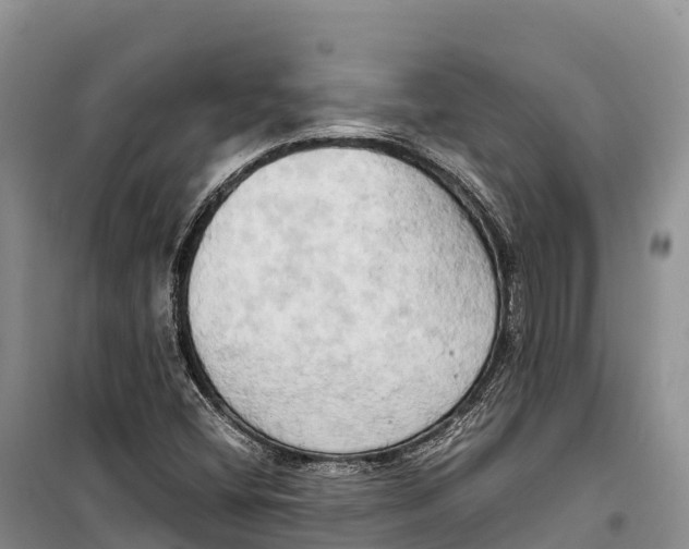 X0000099231404200805151619