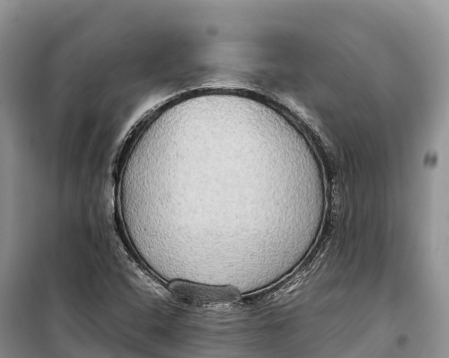 X0000099231408200805151619