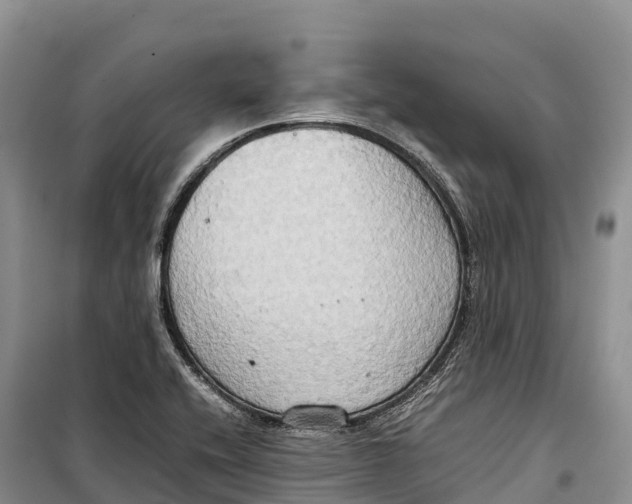 X0000099231416200805151619