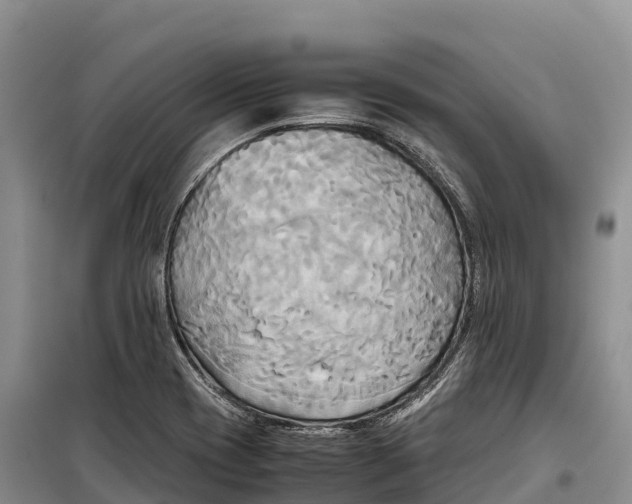 X0000099231417200805151619