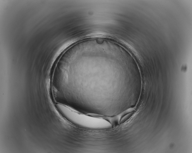 X0000099231418200805151619