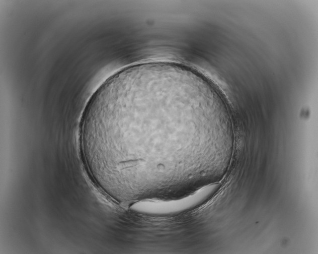 X0000099231423200805151619