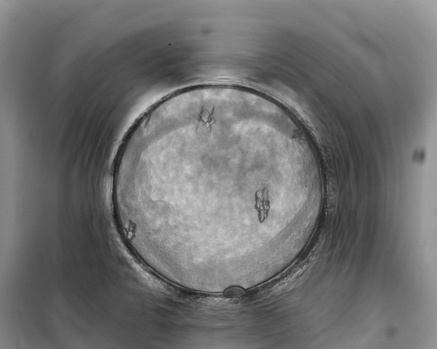 X0000099231424200805151619