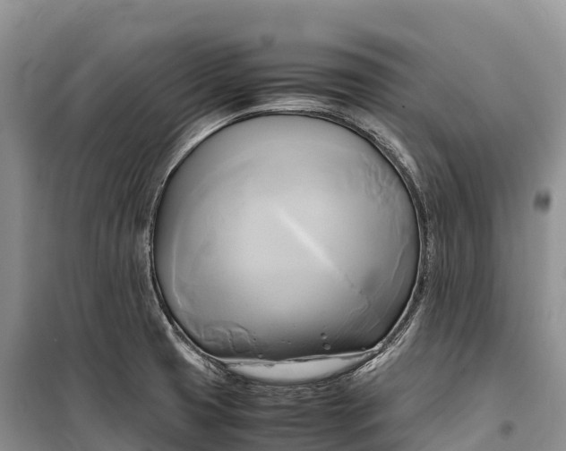 X0000099231425200805151619