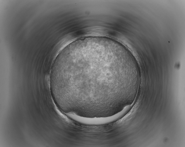 X0000099231433200805151619