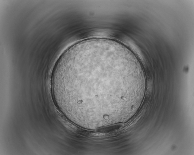 X0000099231435200805151620