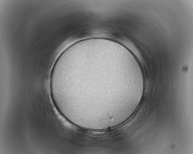 X0000099231439200805151620