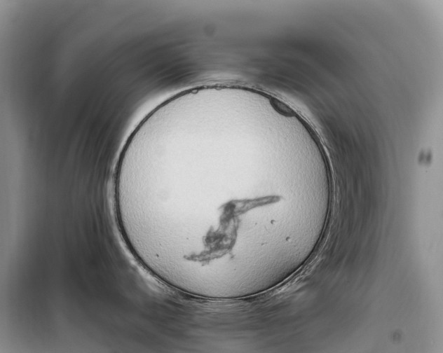 X0000099231440200805151620