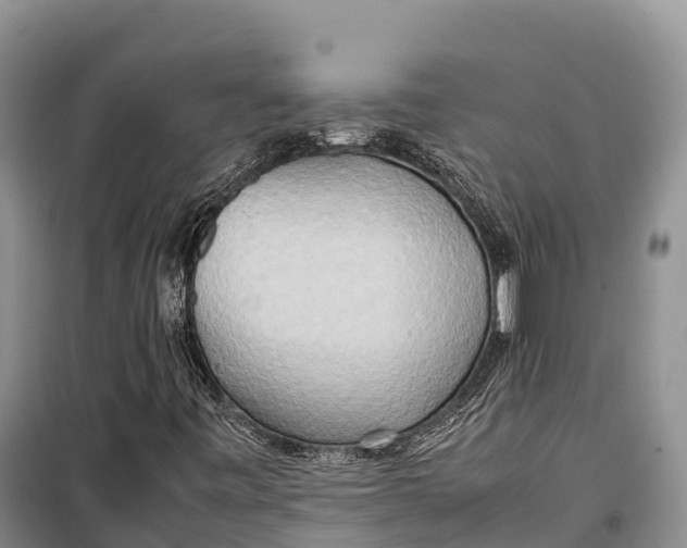 X0000099231443200805151619