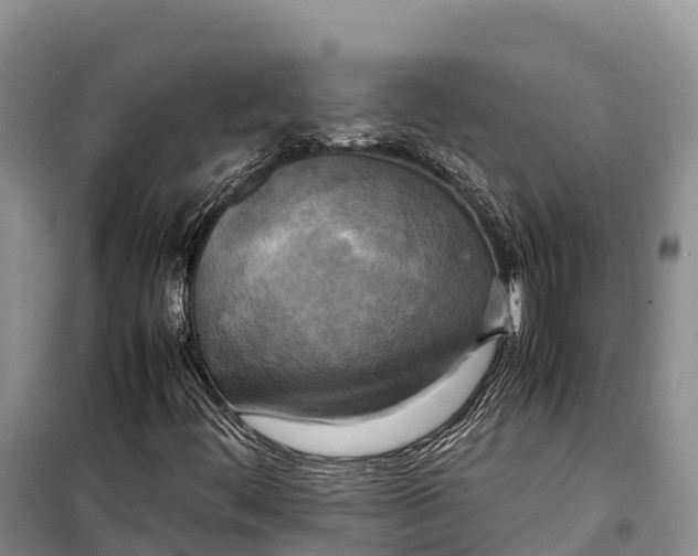 X0000099231444200805151619